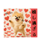 ポメラニアンのセットメニューダジャレ多め（個別スタンプ：28）