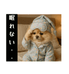 ポメラニアンのセットメニューダジャレ多め（個別スタンプ：36）