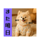 ポメラニアンのセットメニューダジャレ多め（個別スタンプ：40）