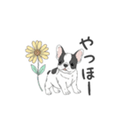 フレンチブルドッグ（パイド、白黒）（個別スタンプ：22）