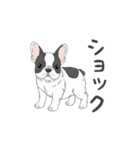 フレンチブルドッグ（パイド、白黒）（個別スタンプ：23）