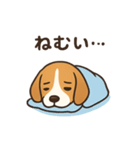 可愛すぎビーグル❤️（個別スタンプ：3）