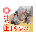 アニマルたちの真夏のスタンプ♪（個別スタンプ：15）