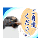 アニマルたちの真夏のスタンプ♪（個別スタンプ：19）