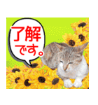アニマルたちの真夏のスタンプ♪（個別スタンプ：22）