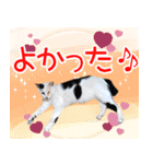 アニマルたちの真夏のスタンプ♪（個別スタンプ：30）