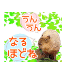 アニマルたちの真夏のスタンプ♪（個別スタンプ：32）