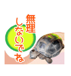 アニマルたちの真夏のスタンプ♪（個別スタンプ：39）