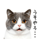 ネガティブな猫たちの一言（個別スタンプ：1）