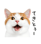 ネガティブな猫たちの一言（個別スタンプ：2）