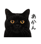 ネガティブな猫たちの一言（個別スタンプ：4）