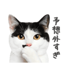 ネガティブな猫たちの一言（個別スタンプ：5）