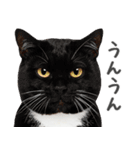 ネガティブな猫たちの一言（個別スタンプ：7）