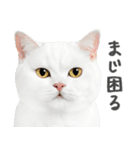 ネガティブな猫たちの一言（個別スタンプ：8）