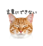 ネガティブな猫たちの一言（個別スタンプ：9）