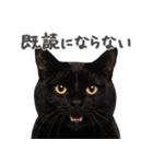 ネガティブな猫たちの一言（個別スタンプ：10）