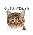 ネガティブな猫たちの一言（個別スタンプ：11）