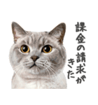 ネガティブな猫たちの一言（個別スタンプ：12）