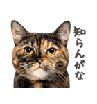 ネガティブな猫たちの一言（個別スタンプ：13）