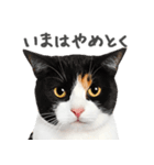 ネガティブな猫たちの一言（個別スタンプ：14）