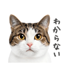 ネガティブな猫たちの一言（個別スタンプ：15）