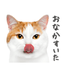 ネガティブな猫たちの一言（個別スタンプ：16）