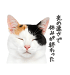 ネガティブな猫たちの一言（個別スタンプ：19）