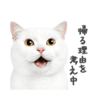 ネガティブな猫たちの一言（個別スタンプ：20）