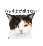 ネガティブな猫たちの一言（個別スタンプ：21）