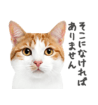 ネガティブな猫たちの一言（個別スタンプ：22）