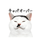 ネガティブな猫たちの一言（個別スタンプ：23）