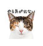 ネガティブな猫たちの一言（個別スタンプ：24）