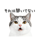 ネガティブな猫たちの一言（個別スタンプ：25）