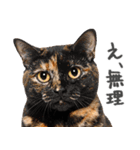 ネガティブな猫たちの一言（個別スタンプ：26）
