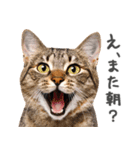 ネガティブな猫たちの一言（個別スタンプ：28）