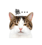 ネガティブな猫たちの一言（個別スタンプ：29）