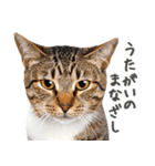 ネガティブな猫たちの一言（個別スタンプ：30）