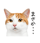 ネガティブな猫たちの一言（個別スタンプ：31）