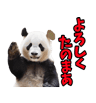 山梨弁☆パンダ（個別スタンプ：1）