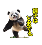 山梨弁☆パンダ（個別スタンプ：2）