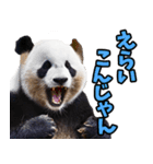山梨弁☆パンダ（個別スタンプ：3）