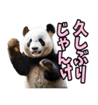 山梨弁☆パンダ（個別スタンプ：5）