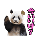 山梨弁☆パンダ（個別スタンプ：6）