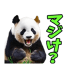 山梨弁☆パンダ（個別スタンプ：10）