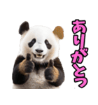 山梨弁☆パンダ（個別スタンプ：13）