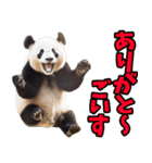 山梨弁☆パンダ（個別スタンプ：14）