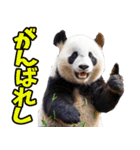 山梨弁☆パンダ（個別スタンプ：15）