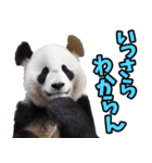 山梨弁☆パンダ（個別スタンプ：17）