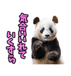 山梨弁☆パンダ（個別スタンプ：18）