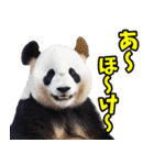 山梨弁☆パンダ（個別スタンプ：19）